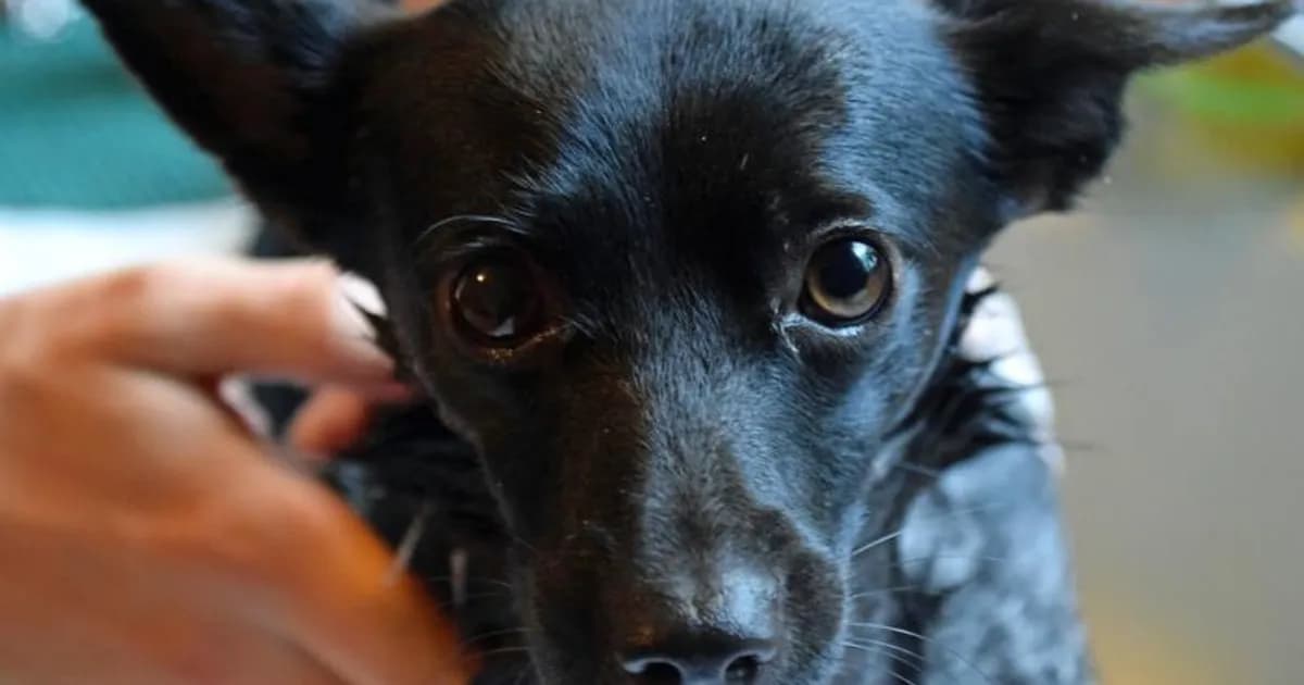A small black Chihuahua mix receives a bath, with a person's hands holding the wet dog as it looks at the camera with wide, expressive brown eyes.