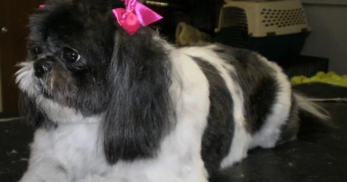A black and white Shih Tzu named Lily poses on a grooming table after a professional grooming session, wearing pink satin bows in her hair.