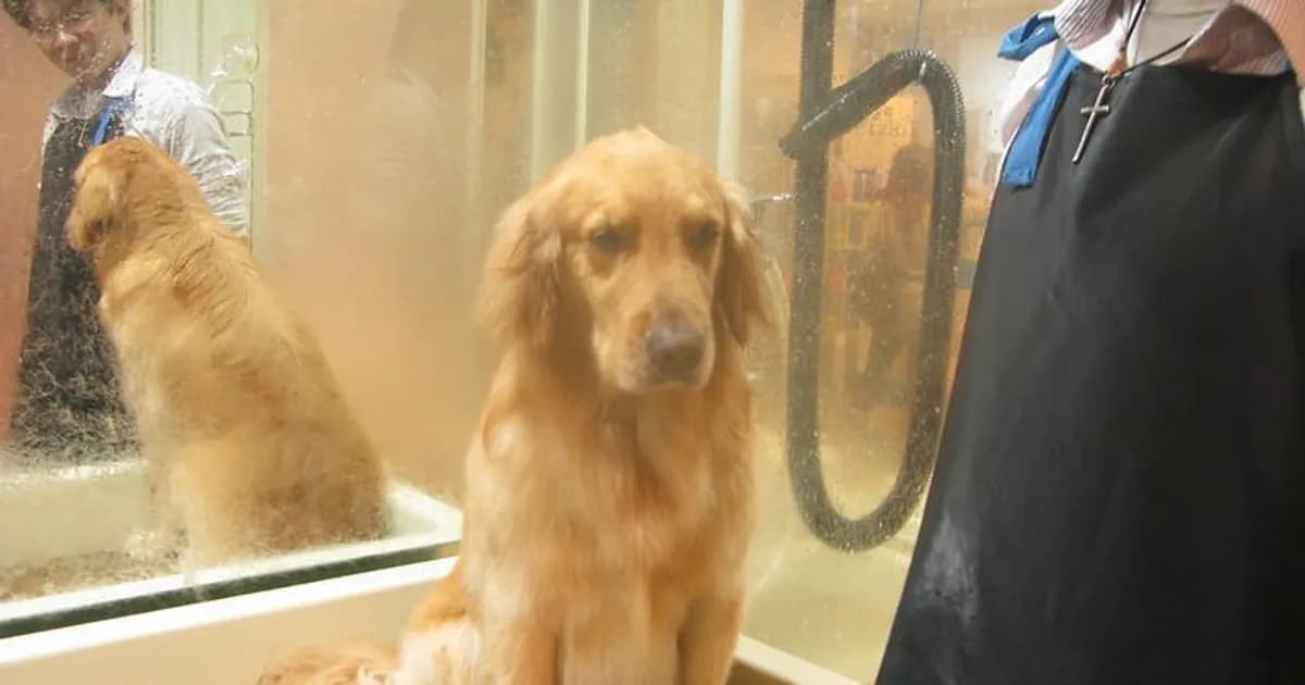 A golden retriever sits patiently in a glass-enclosed professional dog bathing station while a groomer in a black apron stands nearby at a pet grooming salon.