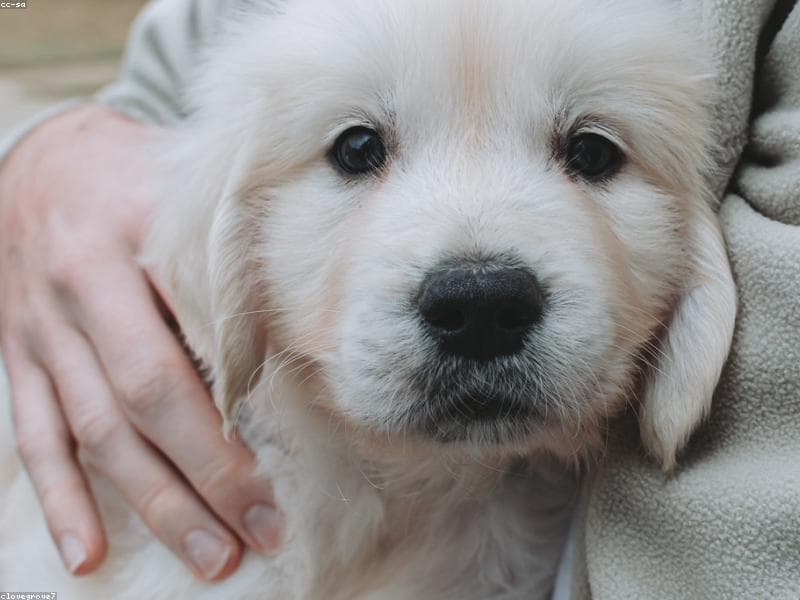 Veterinarian examining a dog's ear with an otoscope in an Indian veterinary clinic