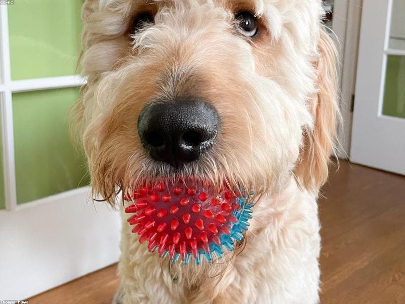 Dog owner performing skin turgor test by pinching scruff of a dehydrated dog's neck to assess hydration level
