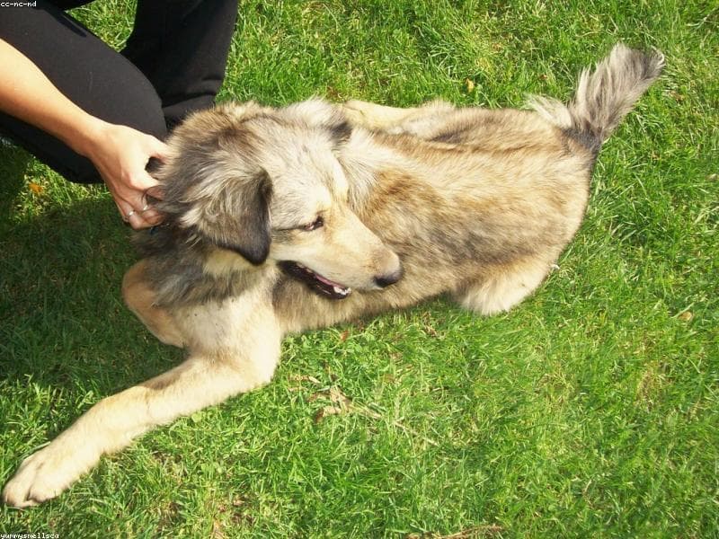 Royal Canin and Eukanuba dog food bags on a shelf in an Indian pet store