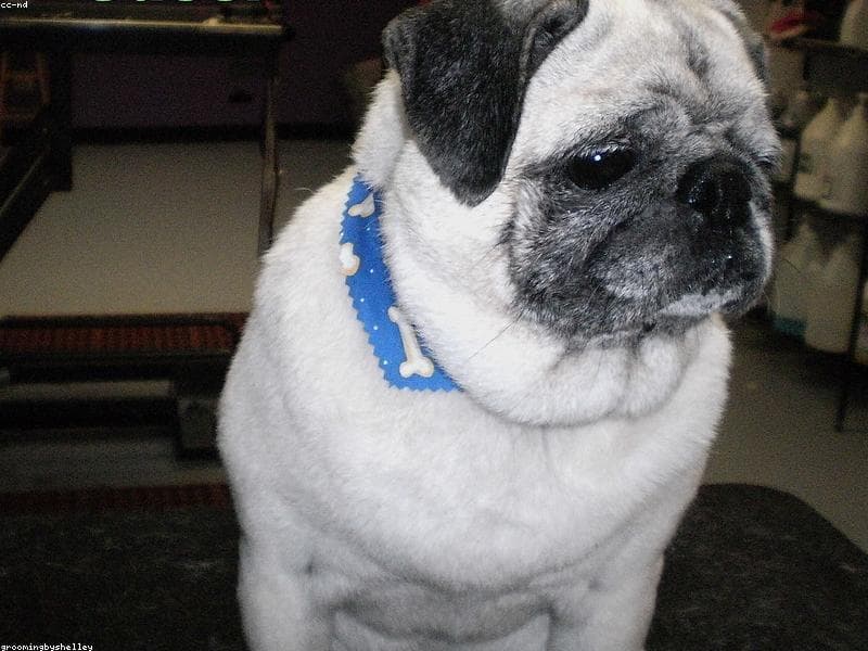 Hope Pet Care Services — Groomer in near ESIC Hospital, Chaura Raghunathpur, Block D, Sector 22, Noida, Uttar Pradesh 201307