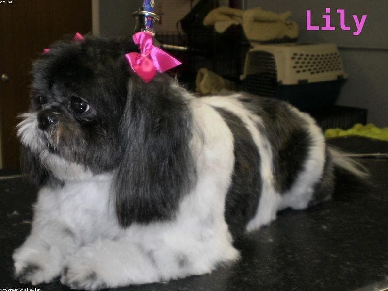Velvett Spa — Groomer in House 107, Sector 44 Rd, C Block, Sector 44, Noida, Uttar Pradesh 201313
