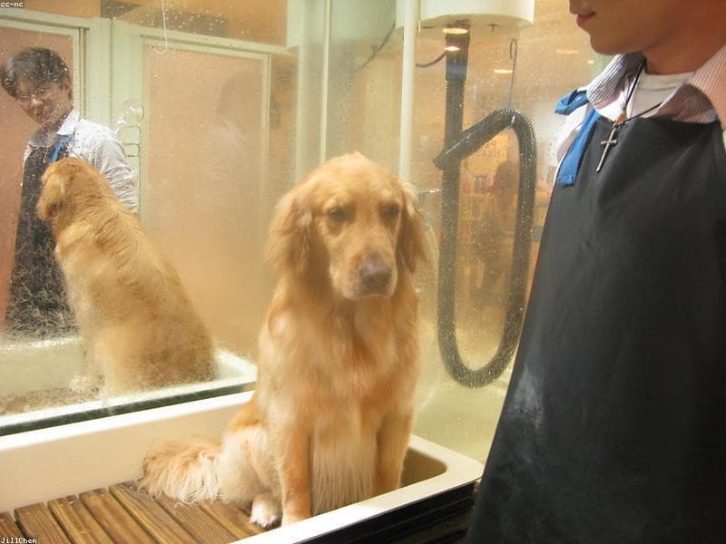 Furrever Happy Pet Spa & Store — Groomer in 355/3, first floor, 5th main, 14th B Cross Rd, HSR Layout, Bengaluru, Karnataka 560102