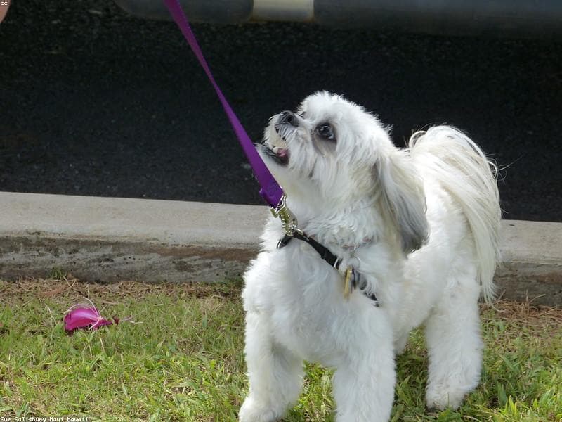 Supertails Banashankari Pet Clinic & Grooming Centre — Vet in 1587, 36th, Cross, Outer Ring Rd, Banashankari Stage II, Banashankari, Bengaluru, Karnataka 560070