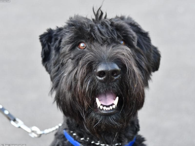 Find Training for your dog