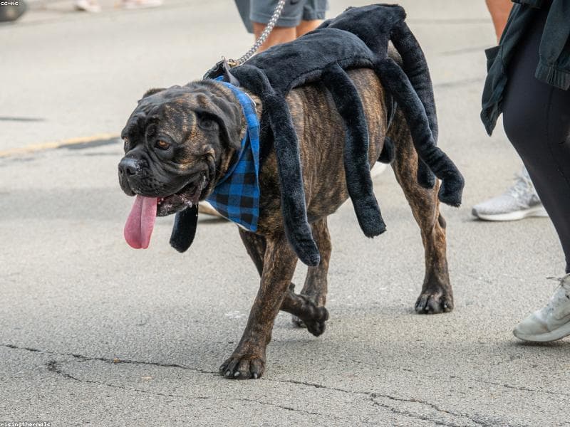 Coopie's dog training school and facility Centre — Trainer in Survey number 103, NDA Rd, near oasis hotel, Jijai Nagar, Kothrud, Pune, Maharashtra 411058