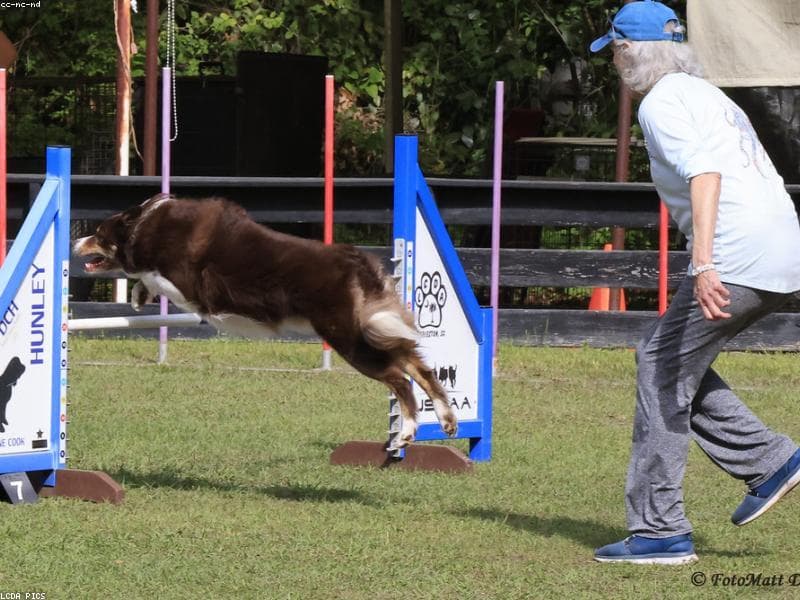 Joellas Dog Care - Dog Training — Trainer in BG 11, WESTERN PLAZA, OU Colony, Shaikpet, Manikonda, Hyderabad, Telangana 500104