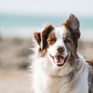 PetsUpright | Mahima Enterprise — Pet Store in Cellar, Green Villa, Gurukul Rd, below Maruti gift & toys shop, near The H B Kapadia New High School, Memnagar, Ahmedabad, Gujarat 380052