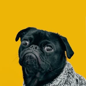 Pet Stores in Satellite, Ahmedabad