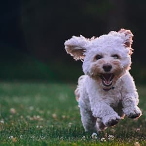 Vetic Pet Clinic Sadashiva Nagar — Vet in 54, 2nd Main Rd, near Sadashiva Nagar, Vyalikaval, Lower Palace Orchards, Guttahalli, Bengaluru, Karnataka 560003