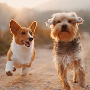 Heads Up For Tails Pet Store - Orion Mall, Bengaluru — Pet Store in 26/1, BRIGADE GATEWAY, Kisok 8, Ground floor Orion Mall, 80 feet road, Dr Rajkumar Rd, West, Malleshwaram, Bengaluru, Karnataka 560055