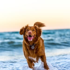 Papas Lifeline Pet Clinic & Veterinary Hospital – 24x7 Care Jayanagar — Vets in Kottapalya, 4th T Block East, Jayanagara 9th Block, Jayanagar, bengaluru