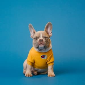 Paras dog trainer — Trainer in Pocket 4, Sector 4, Rohini, Delhi, 110085