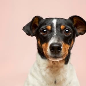 smart dog training — Trainer in D2/253, Pocket 7, Sector 20, Rohini, New Delhi, Delhi, 110086