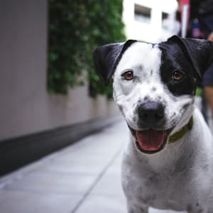 dog sale in Bangalore — Pet Store in Metro Station Indira Nagar, Metro station, Stage 1, Indiranagar, Bengaluru, Karnataka 560038