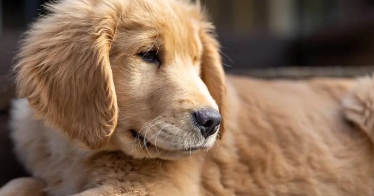 Doberman insurance: DCM heart screening changes everything — the provider breakdown