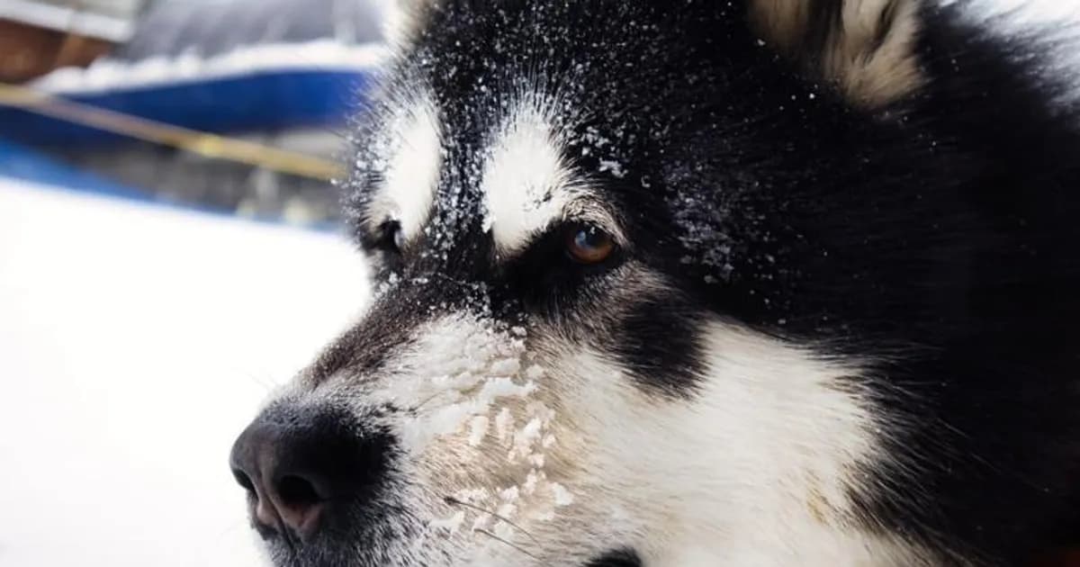 German Shepherd insurance: hip dysplasia claims run ₹30,000-70,000 — which providers pay?
