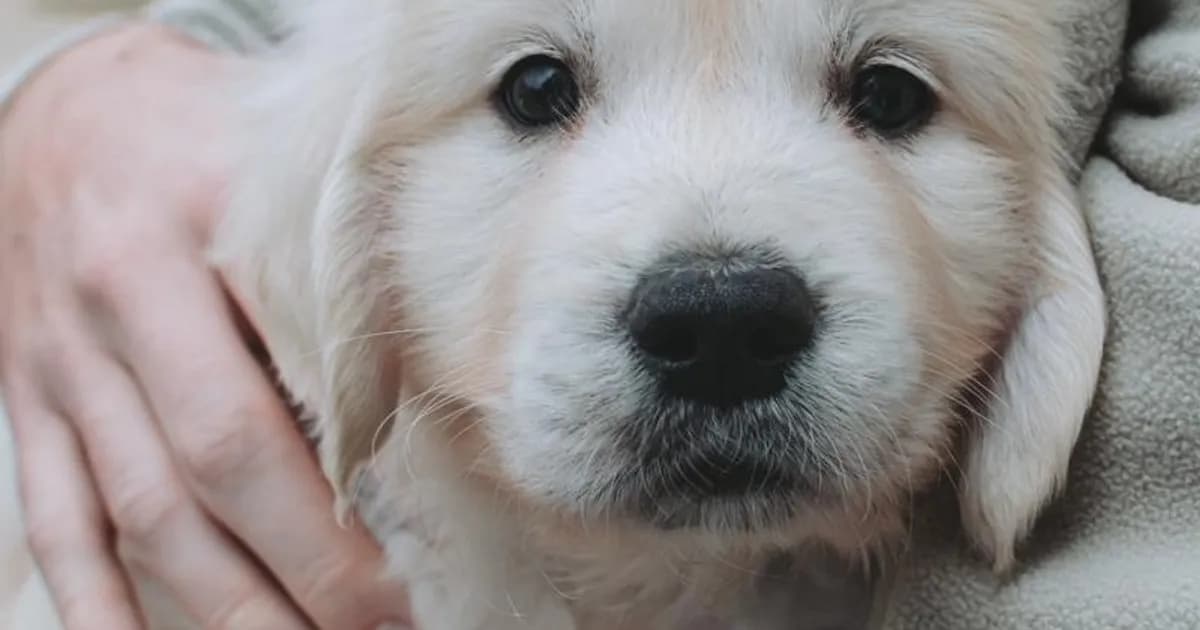 What a Beagle Really Costs in Delhi Each Month