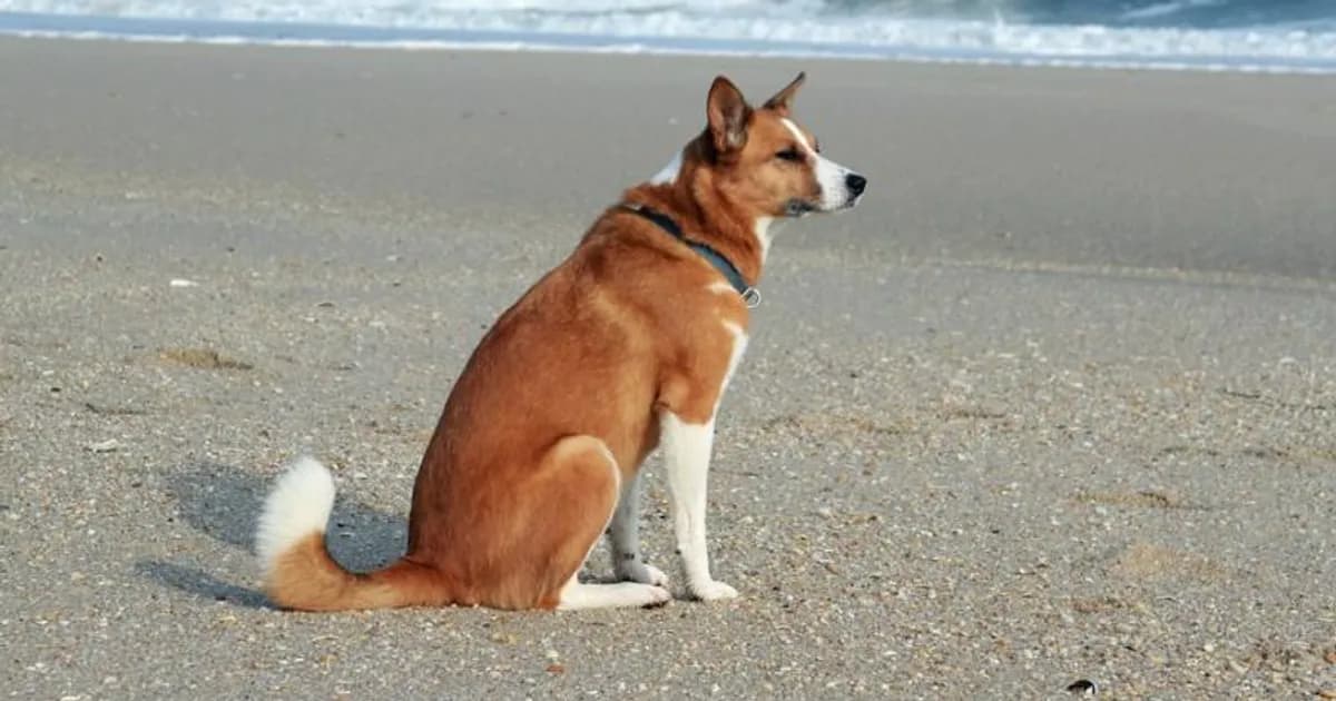 Beagle pet insurance: ear infections alone cost ₹2,000-5,000 per episode — here's what's covered