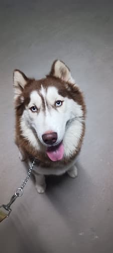 K9 Behave Dog Training