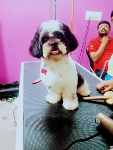 LYKA pet grooming