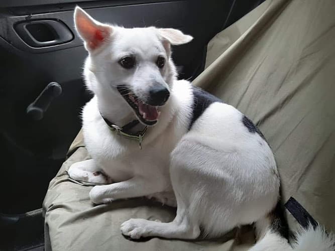 Payals Pet Cab and Pet boarding services