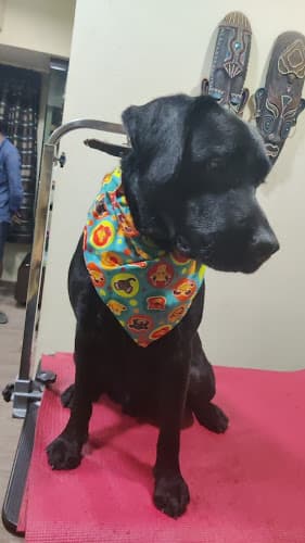 Pet Cuddle home boarding,day care,grooming centre