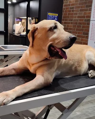 Animal Profile Pet Clinic And Diagnostics Baner