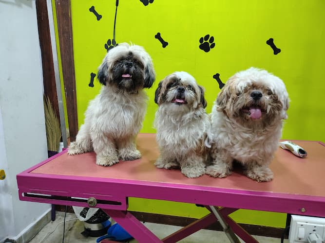 Kamal Pets Paradise - Pet Grooming for Dogs & Cats | Dog Salon & Spa Anna Nagar | Boarding & Day Care