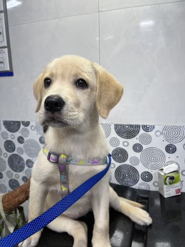 Jijai animal clinic and Surgical Centre LLP