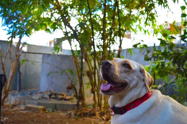 Dogtopia Pet Boarding and Resort