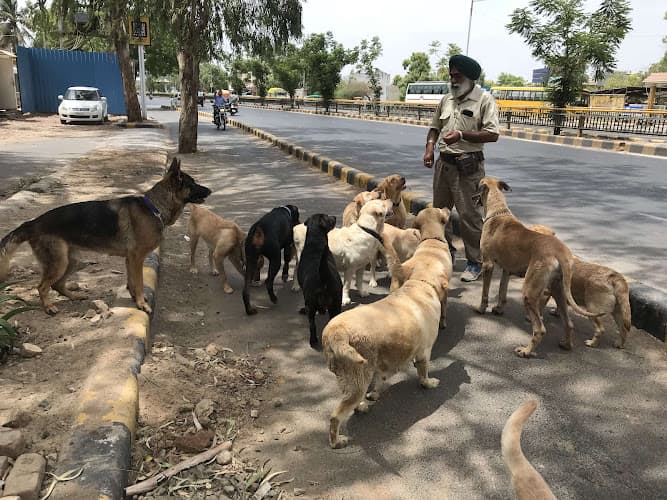 Punjab pets