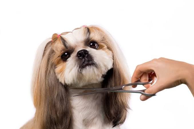 Sree Vari pet grooming