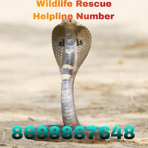 Sarpmitra Ganesh Mate | Snake Rescuer in Punel Animal rescuer in pune