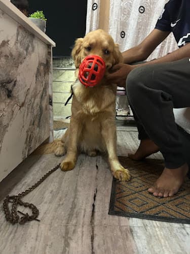 Vision veterinary pet clinic