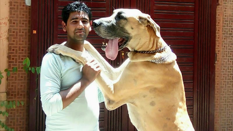 Dog Behavior & Training Puppy dog seller Dwarka Delhi NCR - Dog Trainer Rahul Vaishnav