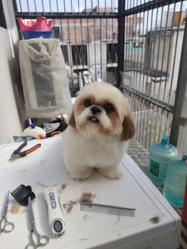 Pet Grooming Near me Home Service ( Delhi NCR)