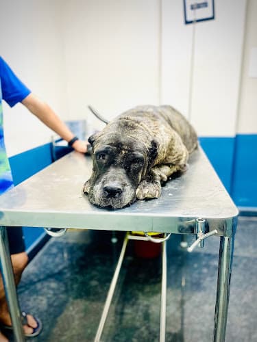 RS Veterinary Clinic | Best Pet Clinic in Banashankari