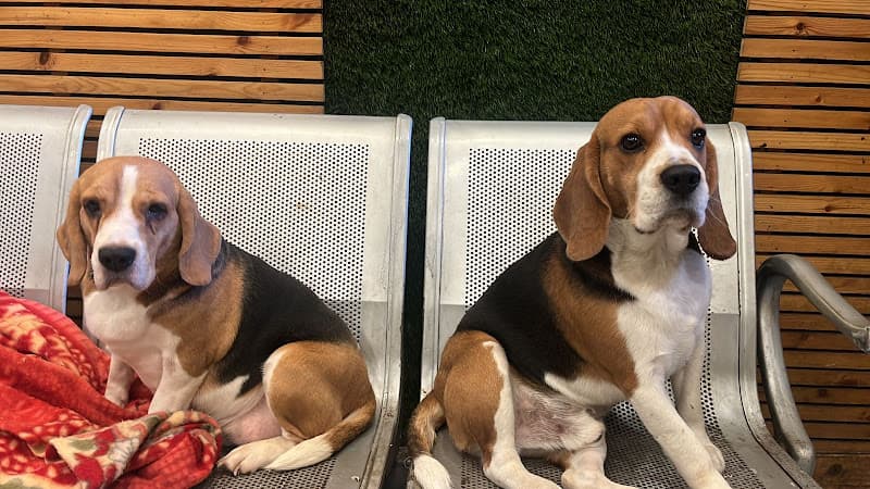 New Zoey's Pet Hostel 24×7