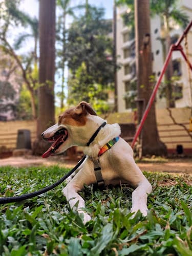 Ricky's Dog Training