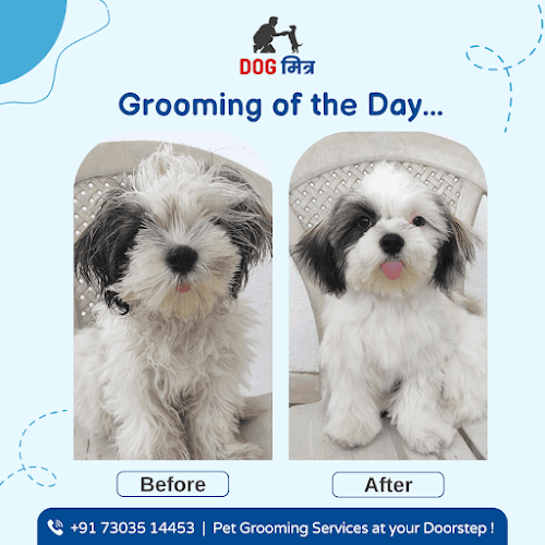 Dog Mitra | Pet Grooming Salon