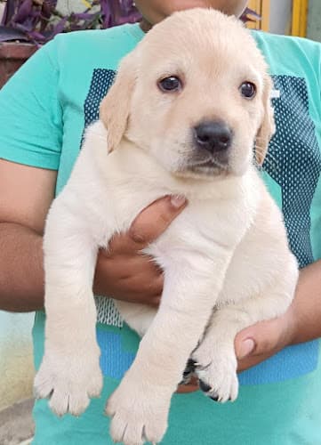 Nikz Kennels From 1996 - Dog Breeding - Puppies for sale in Bangalore-German shepherd-husky-Pom-Dane-GSD|