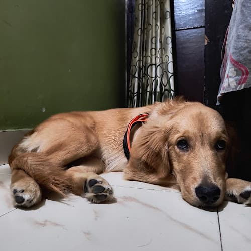 Onlypet Lover Boarding