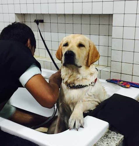 Tailwaggers Pet Salon