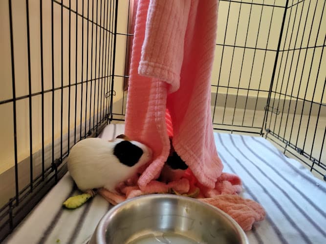 Meow Inn by Paws&Co.