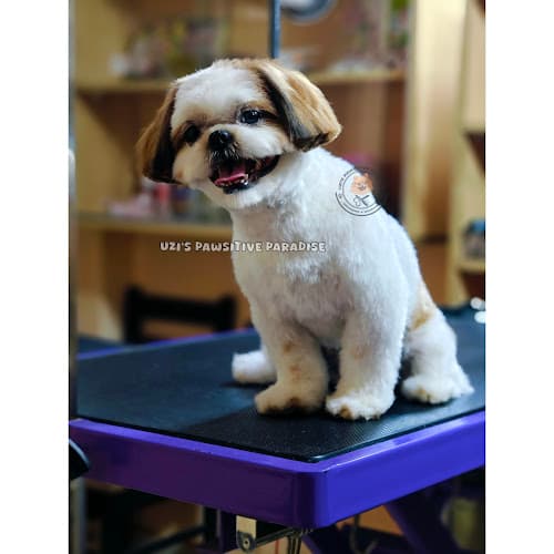 Uzi's Pawsitive Paradise Pet Grooming & Boarding
