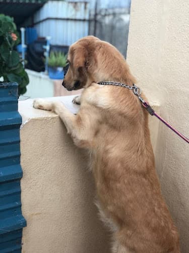 Dora's Pet Boarding & Pet Grooming Services