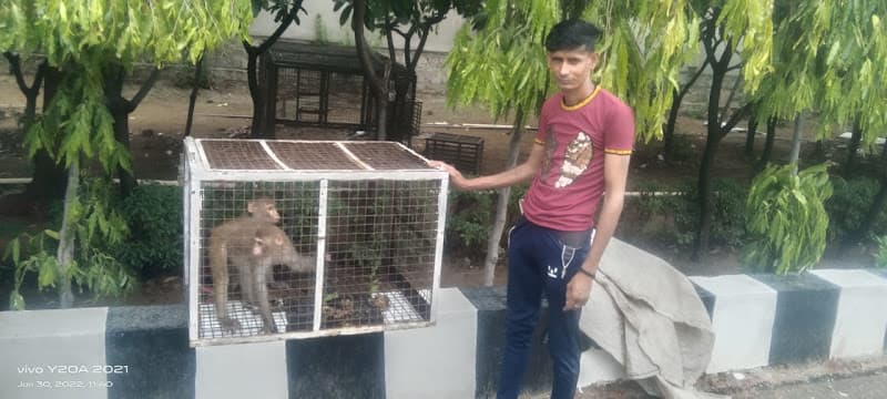 Monkey Catcher in Gurugram | Safe Rescue Team